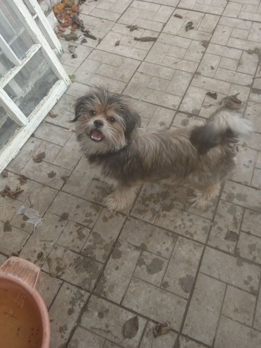 Прилаштовується в родину