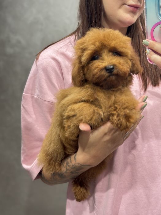 Той пудель девочка