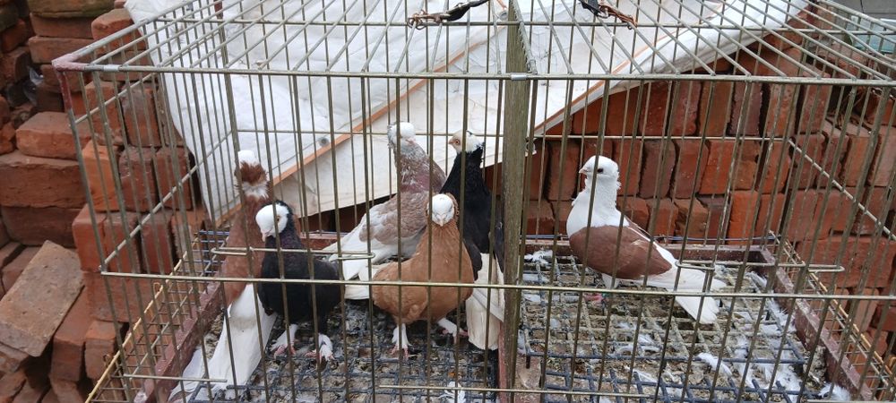 Sprzedam lub zamienie