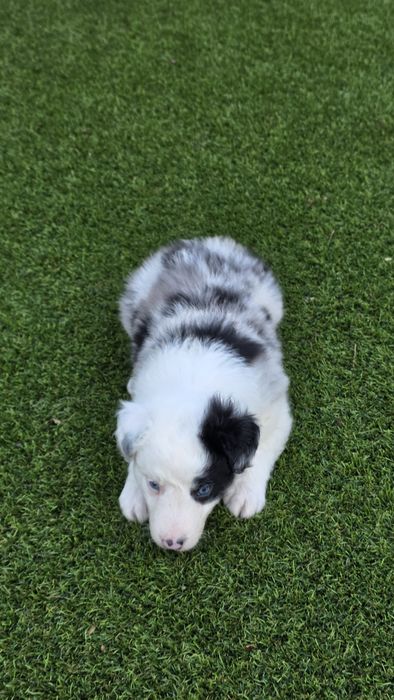 Border Collie Blue Merle Fêmea (olhos azuis)