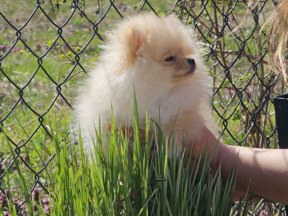 Piekna suczka Pomerania