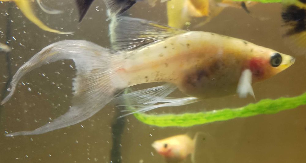 Piękne weloniaste molinezje księżycowe