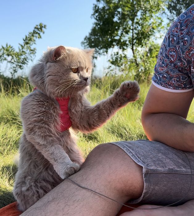 Вязка Британський ліловий довгошерстий котик