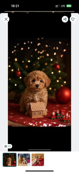 Mini мальтипу сонечко;; мальтіпу мини