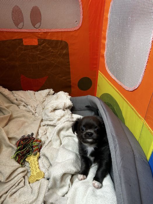 Продаж цуценят чихуахуа.