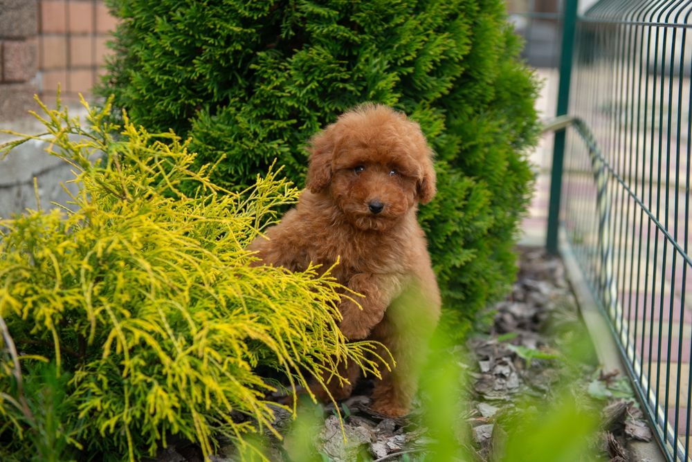 Цуценята той і карликовий пудель