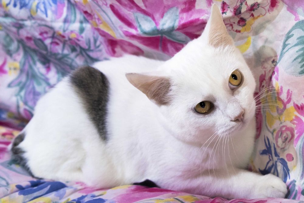 Котик Лоран в пошуках дому. Сумує в клітці.Стерилізований,вакцинований