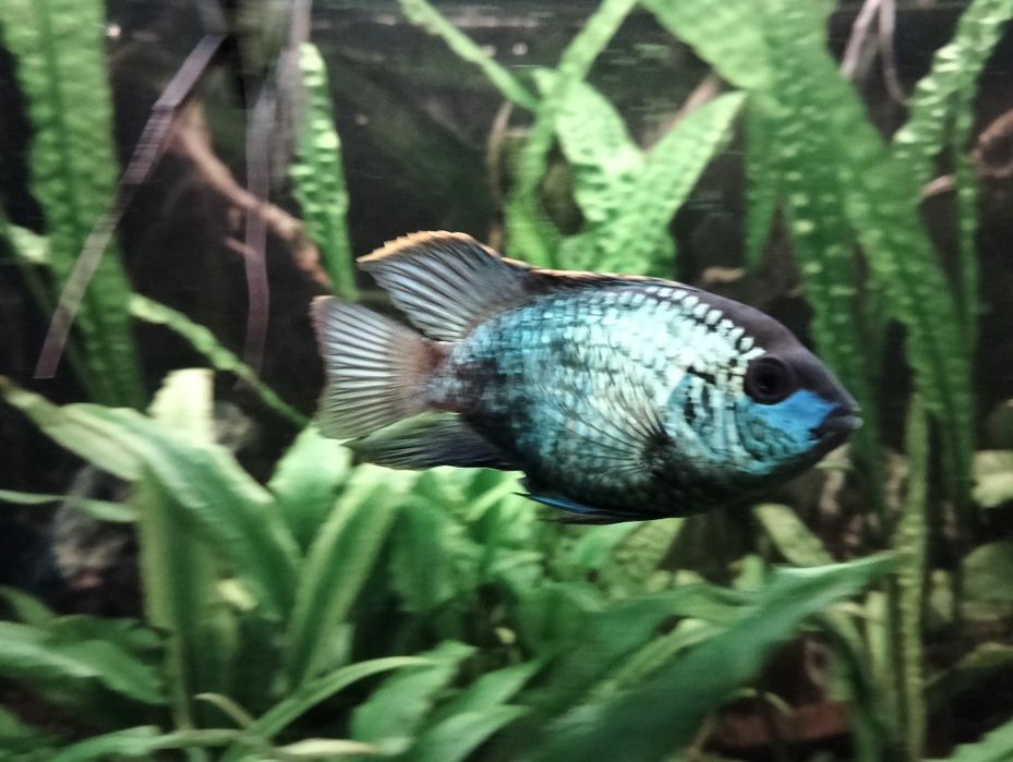 Akura electric blue - młode