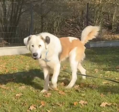 Piękny Bernardyn do adopcji