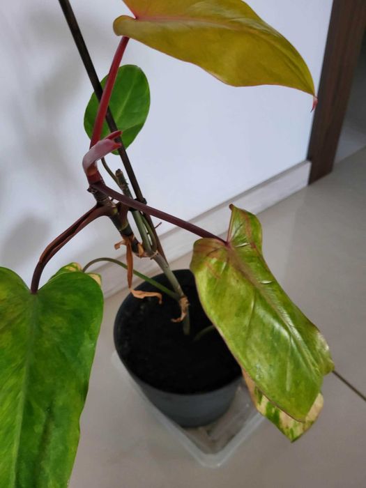 Philodendron Painted Lady