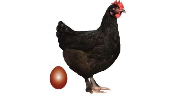 Инкубационое яйцо доминант ДС109