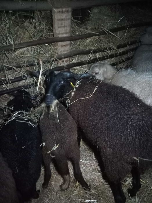 Vendo ovelha com 2 crias já grandes