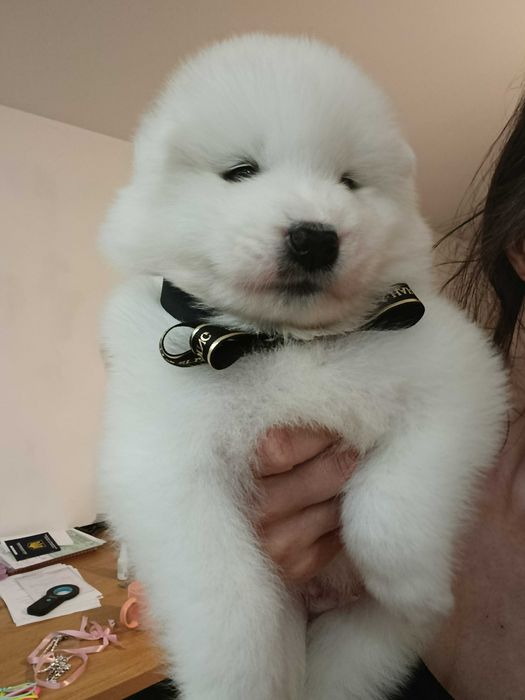 Samoyed szczenię rodowód FCI rodzice