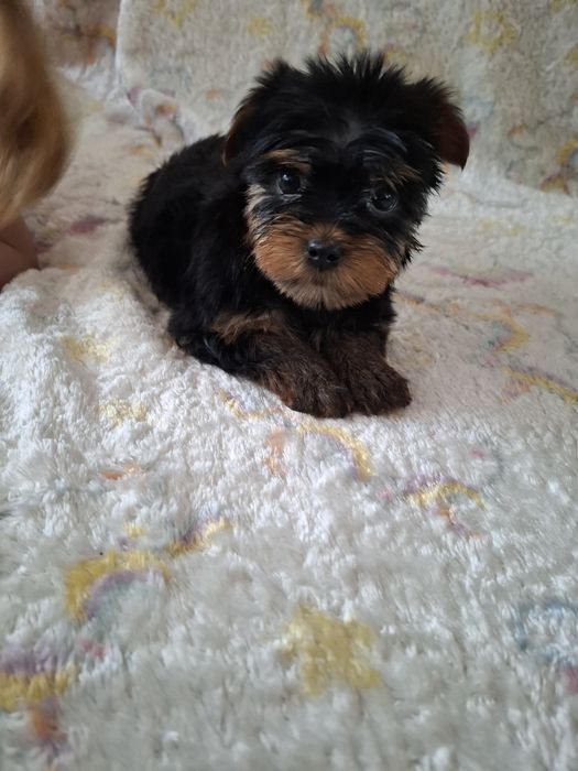 York shire terrier szczeniaczek