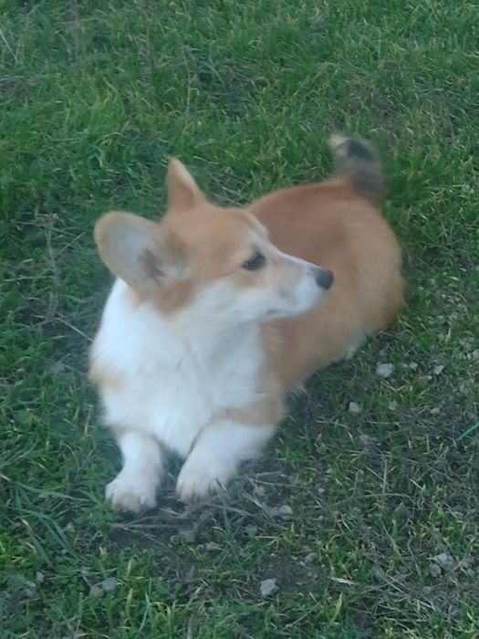 Майбутній чемпіон Купер