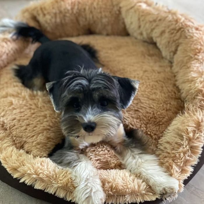 Лежаки для собак "Себастьян"