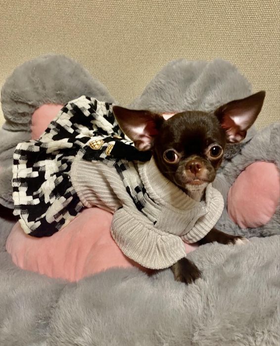 Маленька Чітка чекає на своіх мапап!