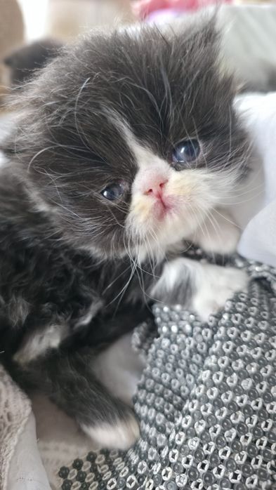 Piękny kocurek Perski