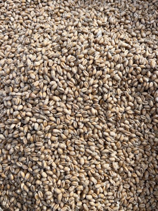 Pszenica ozima z dowozem transport