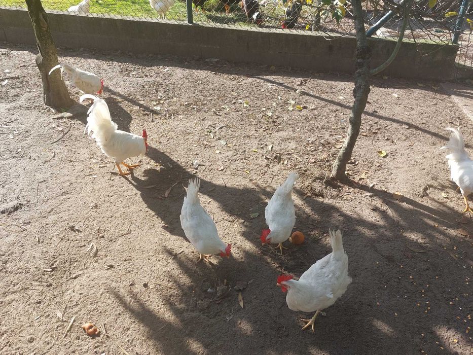Vendo casal leghorn branca