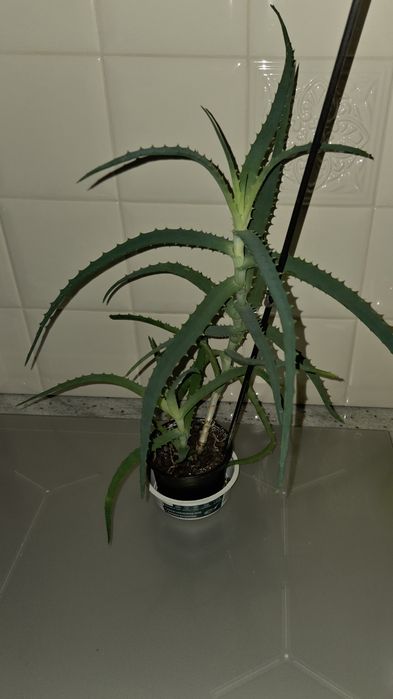 Aloes odbiór osobisty