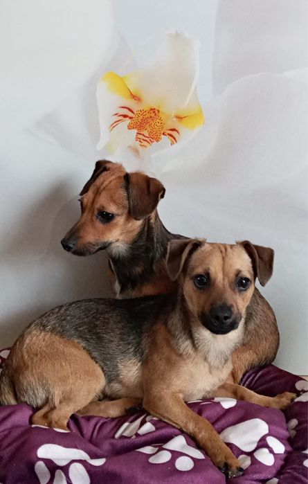 Malutkie pieski szukają domków