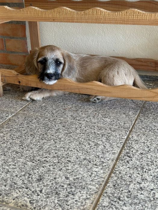 Cãezinhos para adoção - 3 meses e meio - mãe cruzada caniche