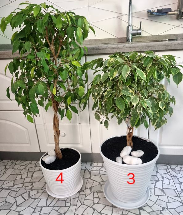 Дизайнерський фікус бонсай