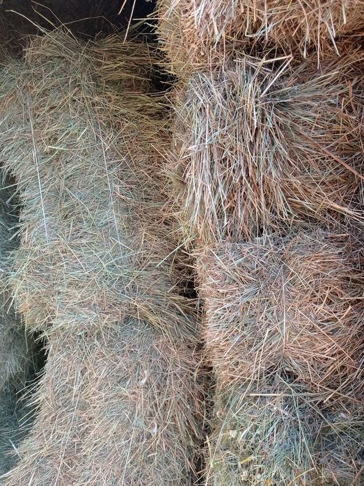 Продам тюкованое сено