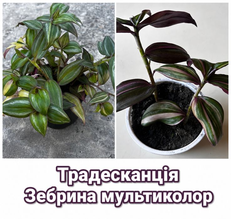 Традесканціі  та колізія