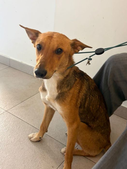 Cãozinho de 6 meses para adoção responsável