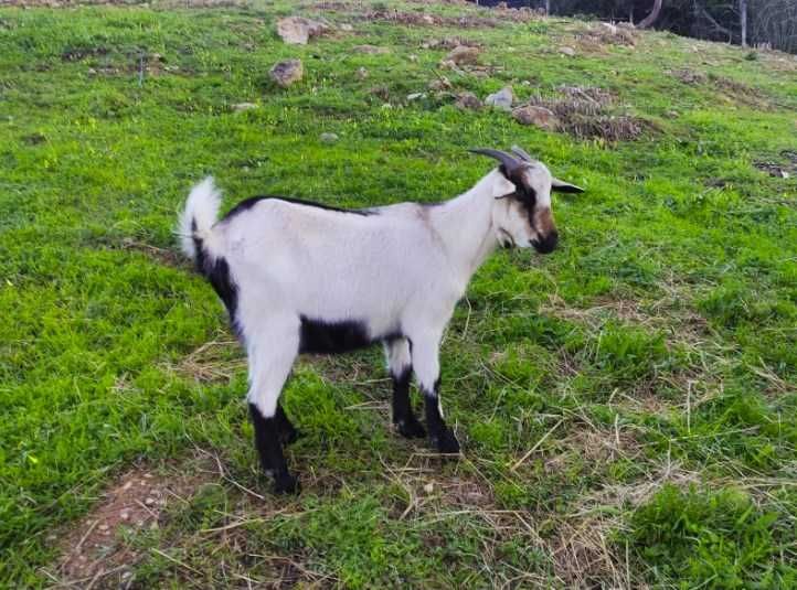 Venda de Cabras Serpentina - Excelentes para Produção de Leite e Carne