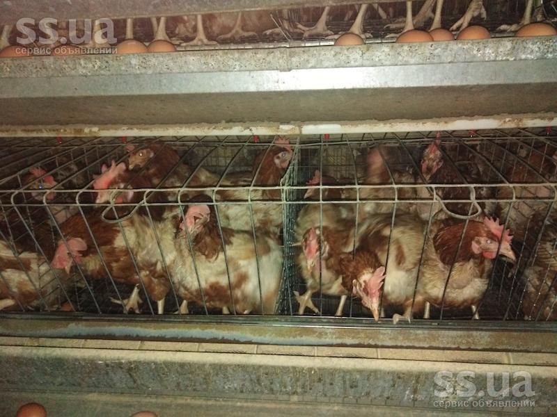 Кури курка , курка несучка 90 грн