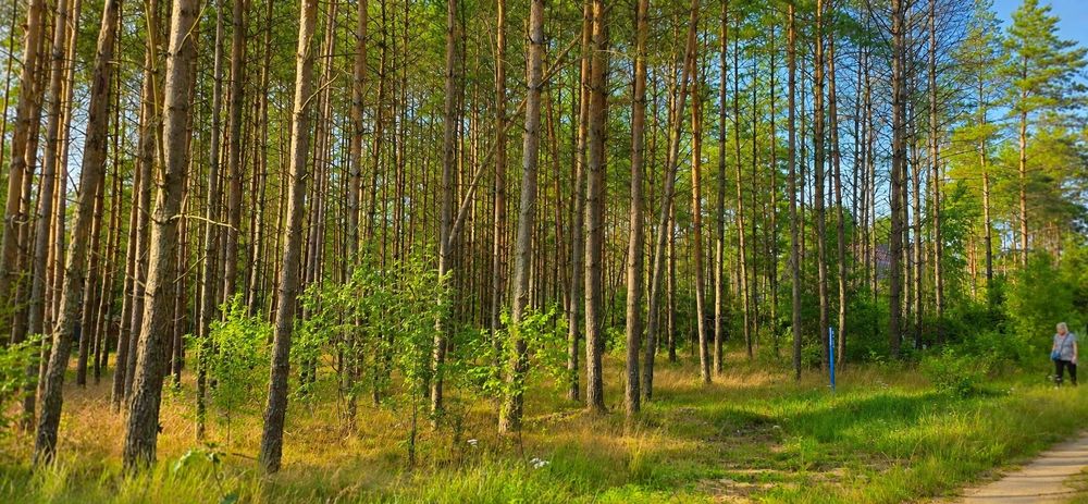 Działki rekreacyjne na Kaszubach 750m od jeziora – Niesiołowice | MPZP | Media | Możliwość zakupu jednej lub obu