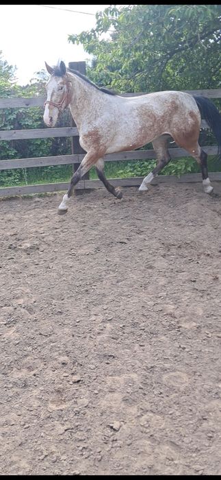Sprzedam Klacz Tarantowatą