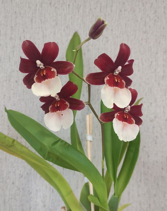 Орхідея Камбрія.