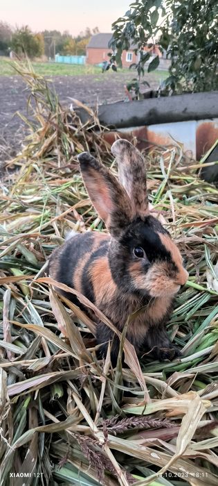 Японський кролик