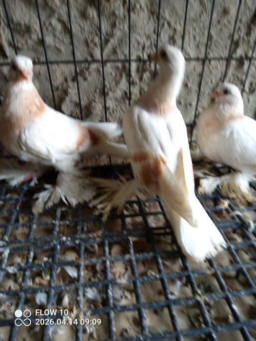 Blauwindry z26 młode