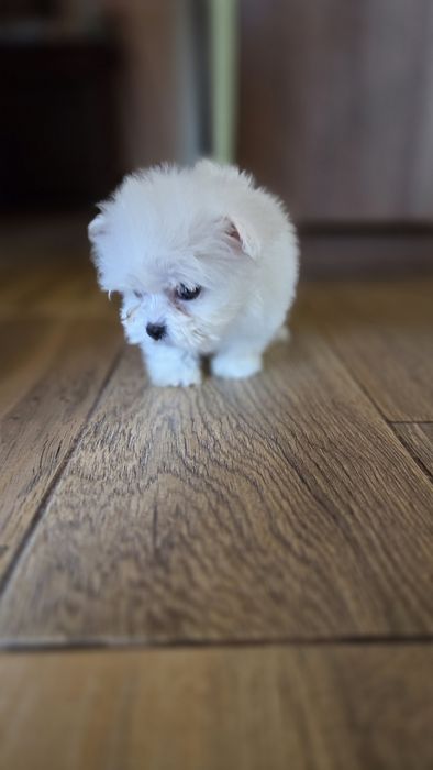 Maltańczyk mini suczka
