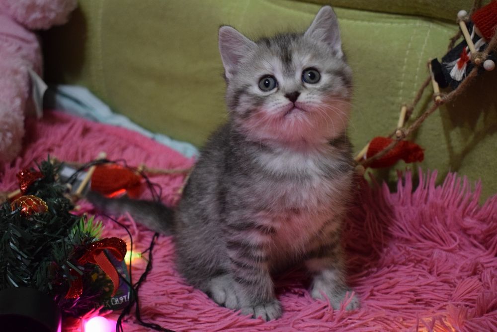 Шотландські кошенята, котенок, котята  срібляста шиншила  фолд страйт