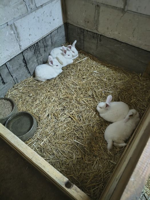 Sprzedam młode króliki