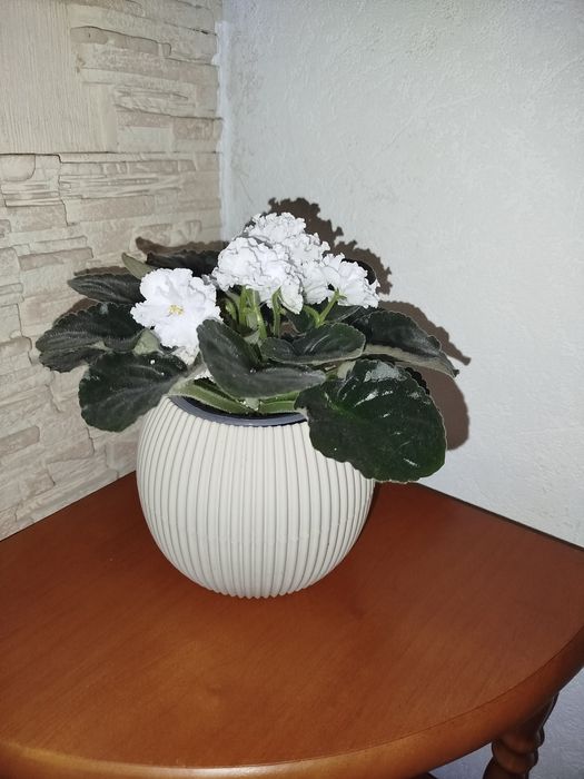 Продам фиалку белую цветущую