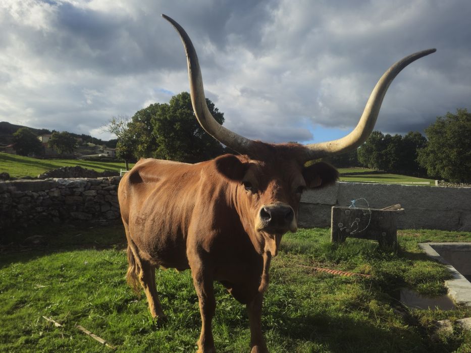 Lote Bovinos/Vacas Raça Barrosã