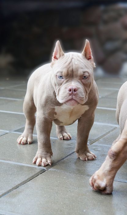 American Bully Pocket suczka
