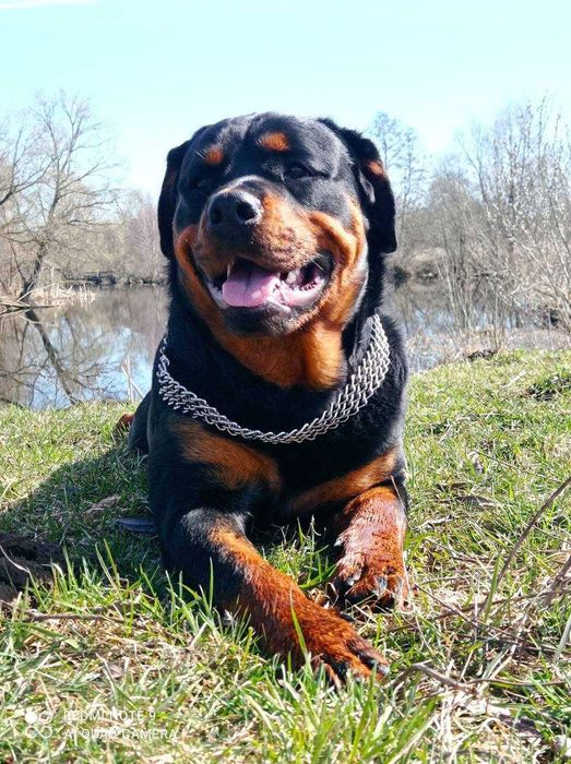 Ротвейлер собака