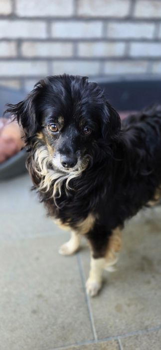 Do adopcji sunia