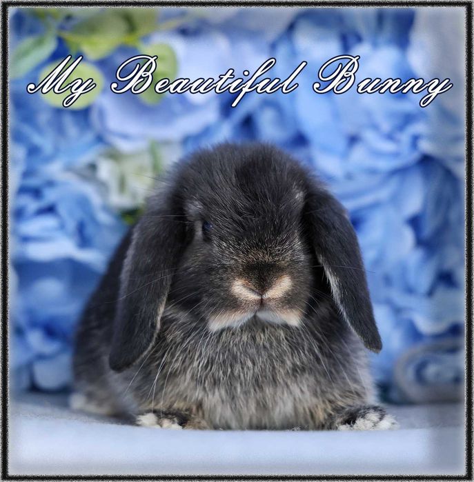 Młody Piękny Króliczek 100% Mini Lop - Black Otter