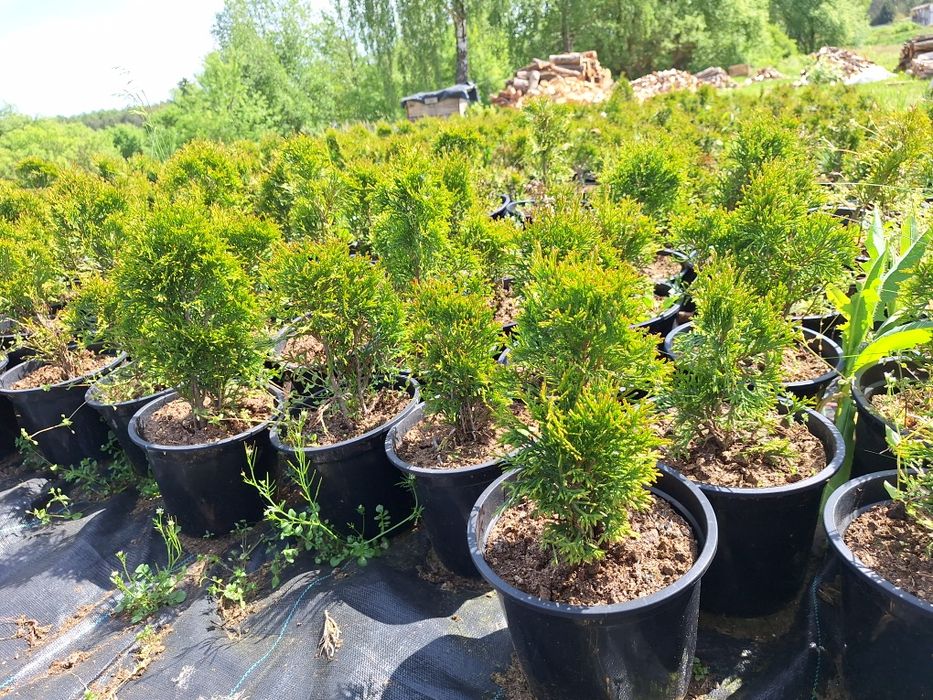 Sprzedam tuje w donicy