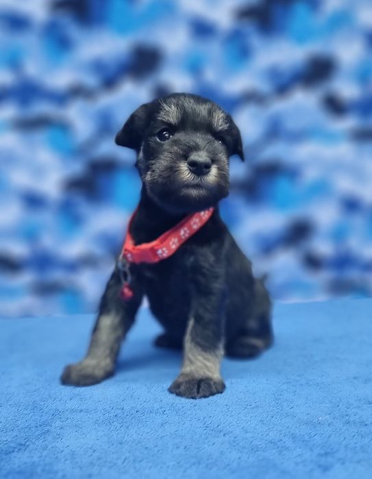 Цуценята цвергшнауцера