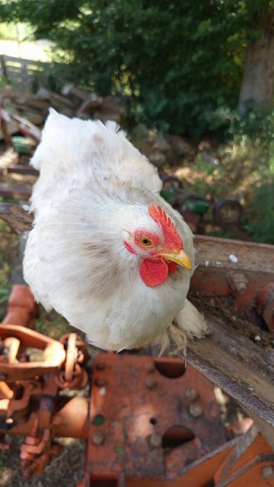 Galo Pekin Bobtail - 3 meses e meio